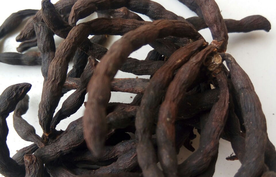 Negro Pepper, Negro Pepper (uda), Negro Pepper as contraceptive, how to prevent pregnancy with Negro Pepper (uda)