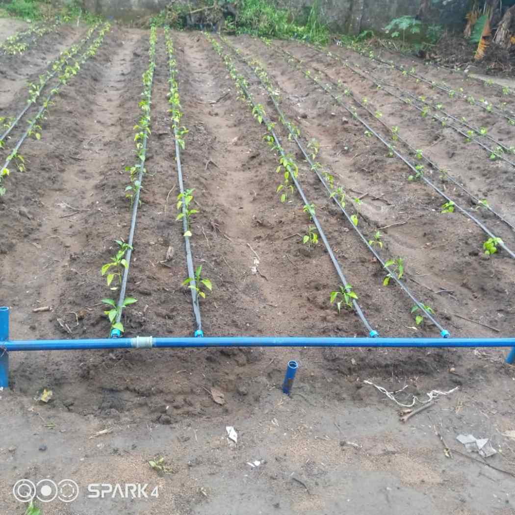 Greenhouse farming in Nigeria